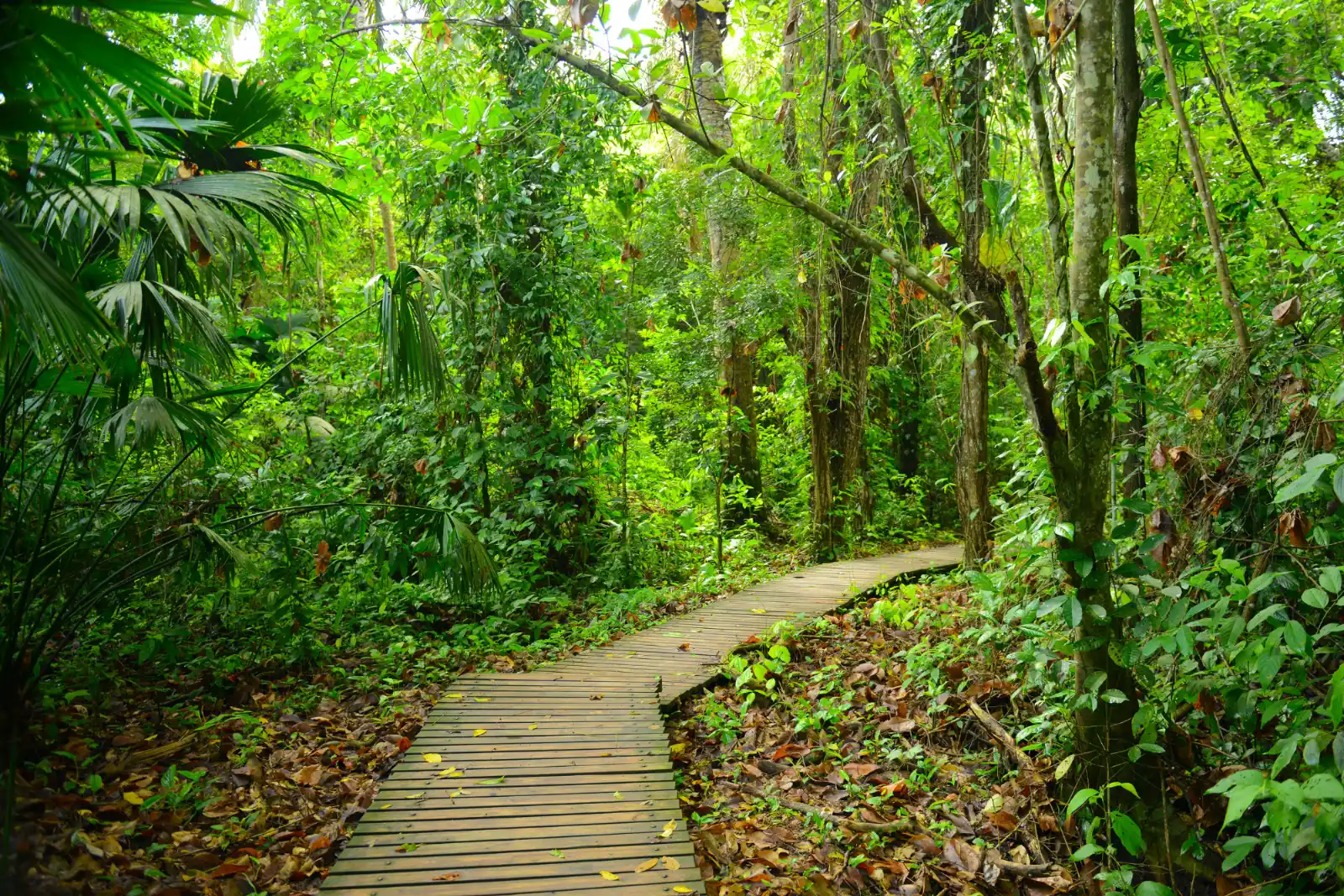 Sendero de tablas de madera que avanza entre el bosque tropical verde del Parque Tayrona, con palmas y hojas secas en el suelo.