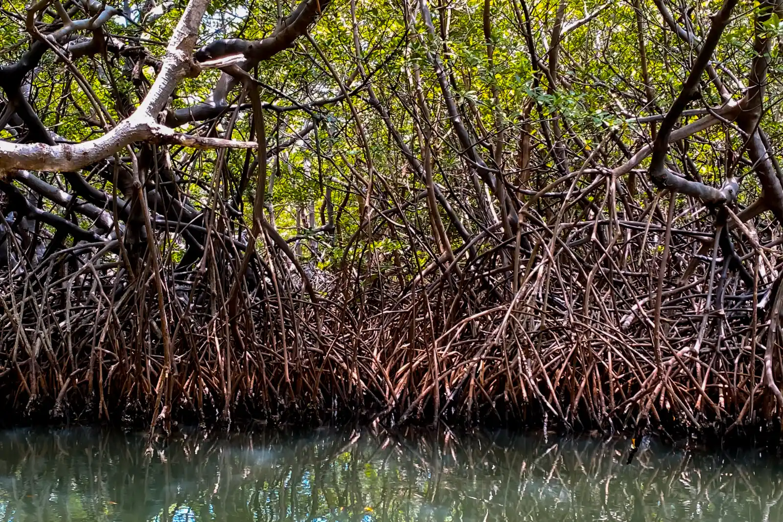 Racines et branches entremêlées d'une mangrove qui sortent de l'eau calme, avec leur reflet à la surface, à Gairaca.