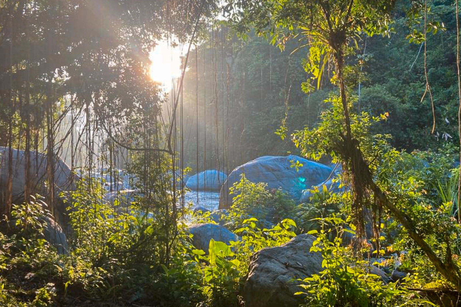 Sunlight filtering through forest trees beside a river with large boulders, with vines and foliage backlit.
