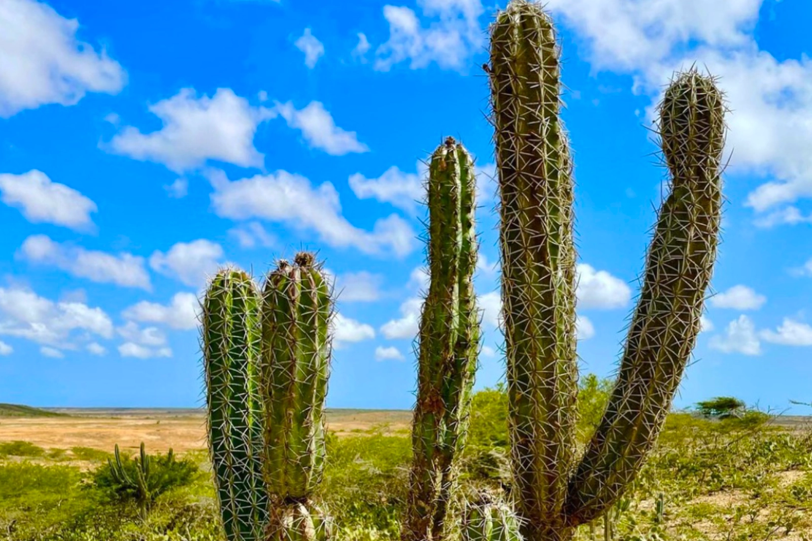 Grands cactus en colonne sur fond de ciel bleu et de nuages blancs, au-dessus d'une plaine de broussailles sèches du désert de La Guajira.