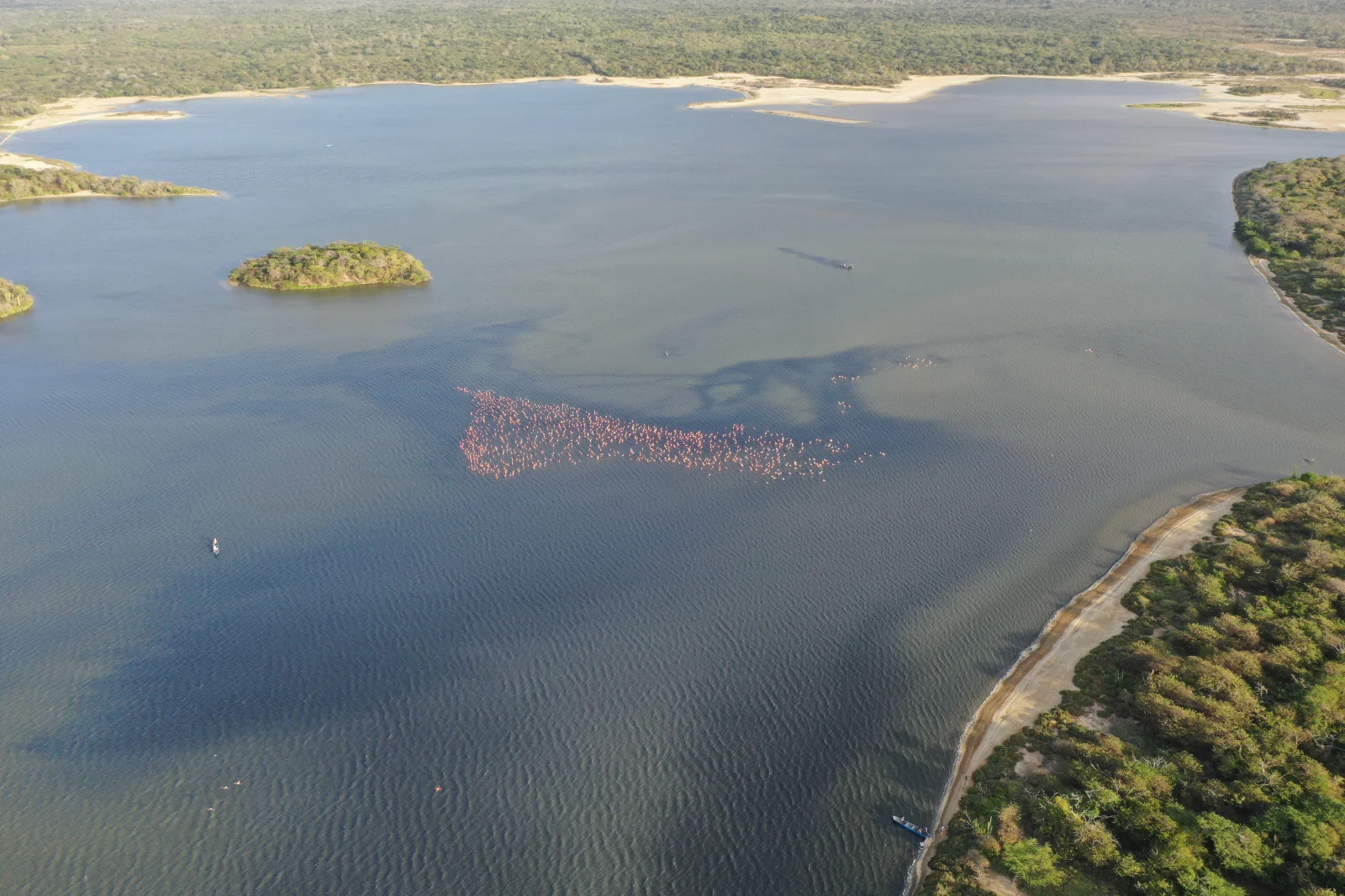 Vue aérienne d'une vaste lagune où une colonie de flamants forme une tache rose, avec des îlots de mangrove et une rive de sable boisée.