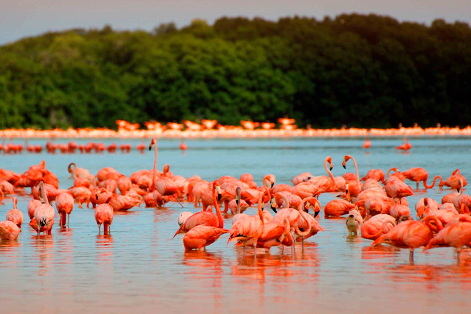Flamants roses dans l'eau peu profonde d'une lagune, forêt verte derrière, au sanctuaire de faune et de flore Los Flamencos.