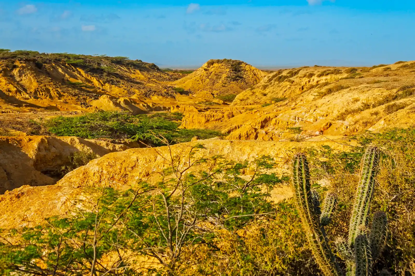 Collines érodées de terre ocre et jaune avec des broussailles vertes et un cactus au premier plan, sous un ciel bleu peu nuageux.