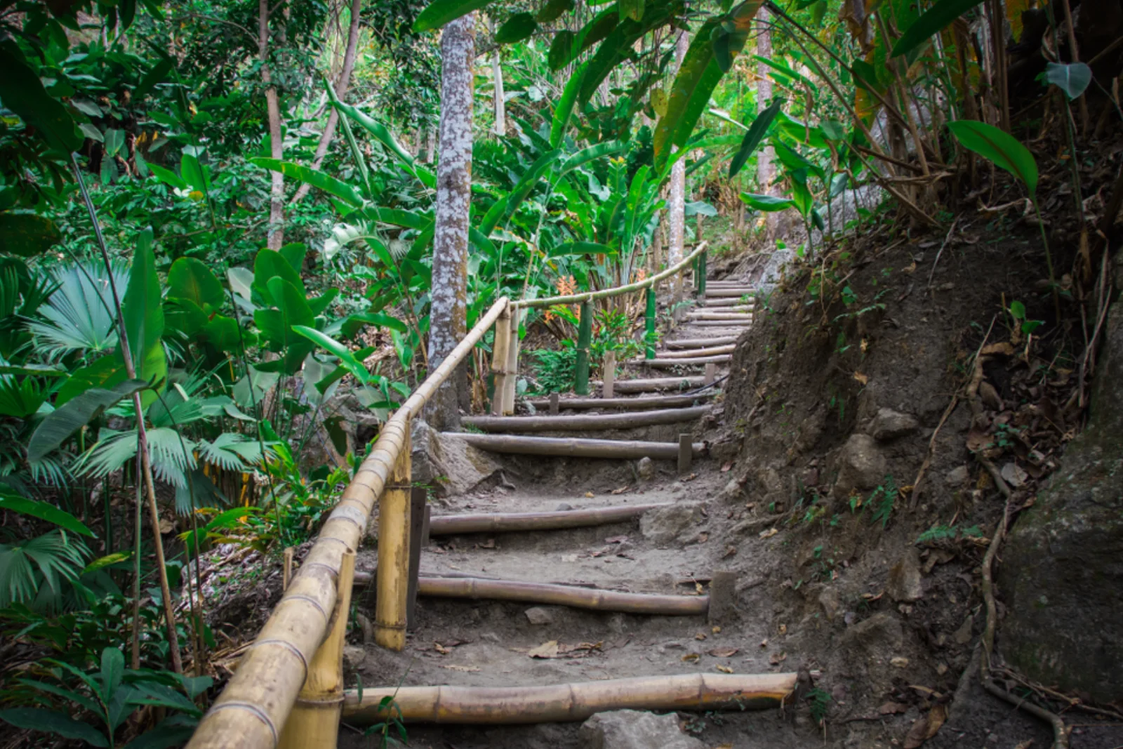Escalera de troncos con baranda de guadua que sube por un sendero de tierra entre la vegetación de la selva, con palmas y troncos.
