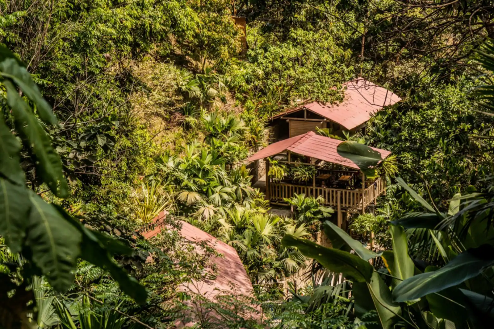 Cabaña de madera con techos rojos rodeada de plantas de la selva, con hojas grandes en primer plano y una roca a la izquierda.