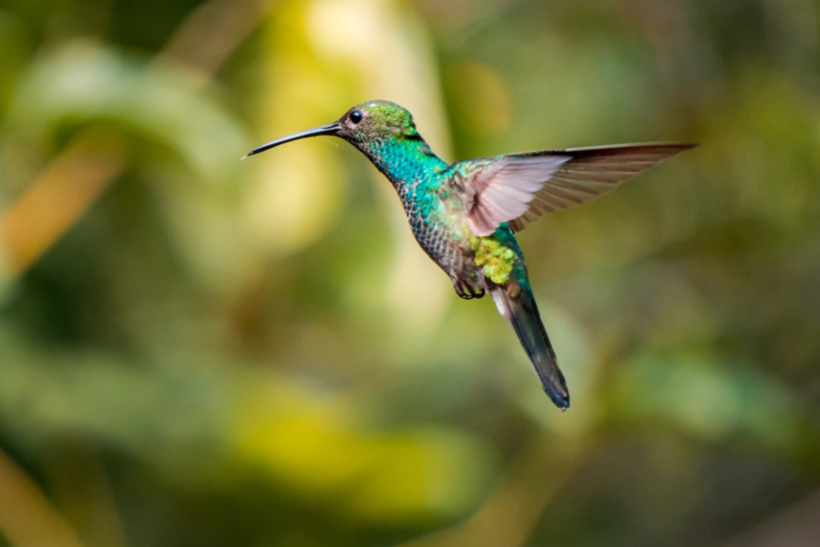Colibrí de plumas verdes y azules en vuelo, con las alas extendidas, frente a un fondo verde desenfocado de vegetación.