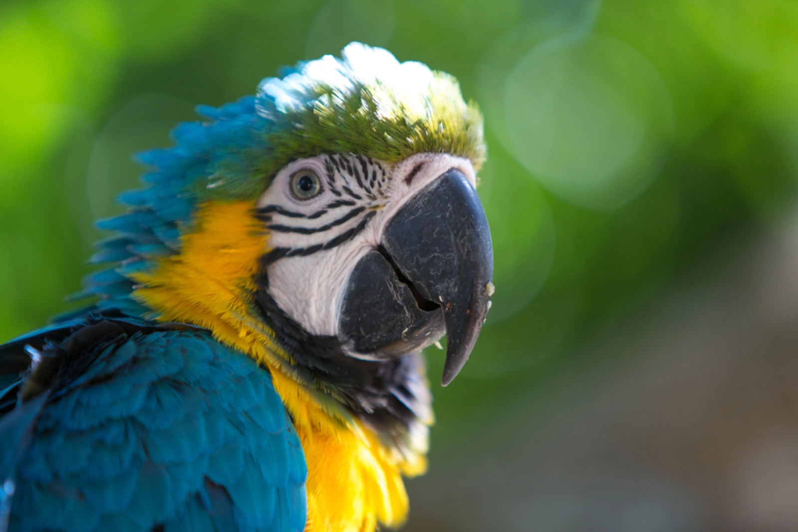 Guacamaya azul y amarilla vista de cerca, con el pico negro y la cara blanca rayada, frente a un fondo verde desenfocado.