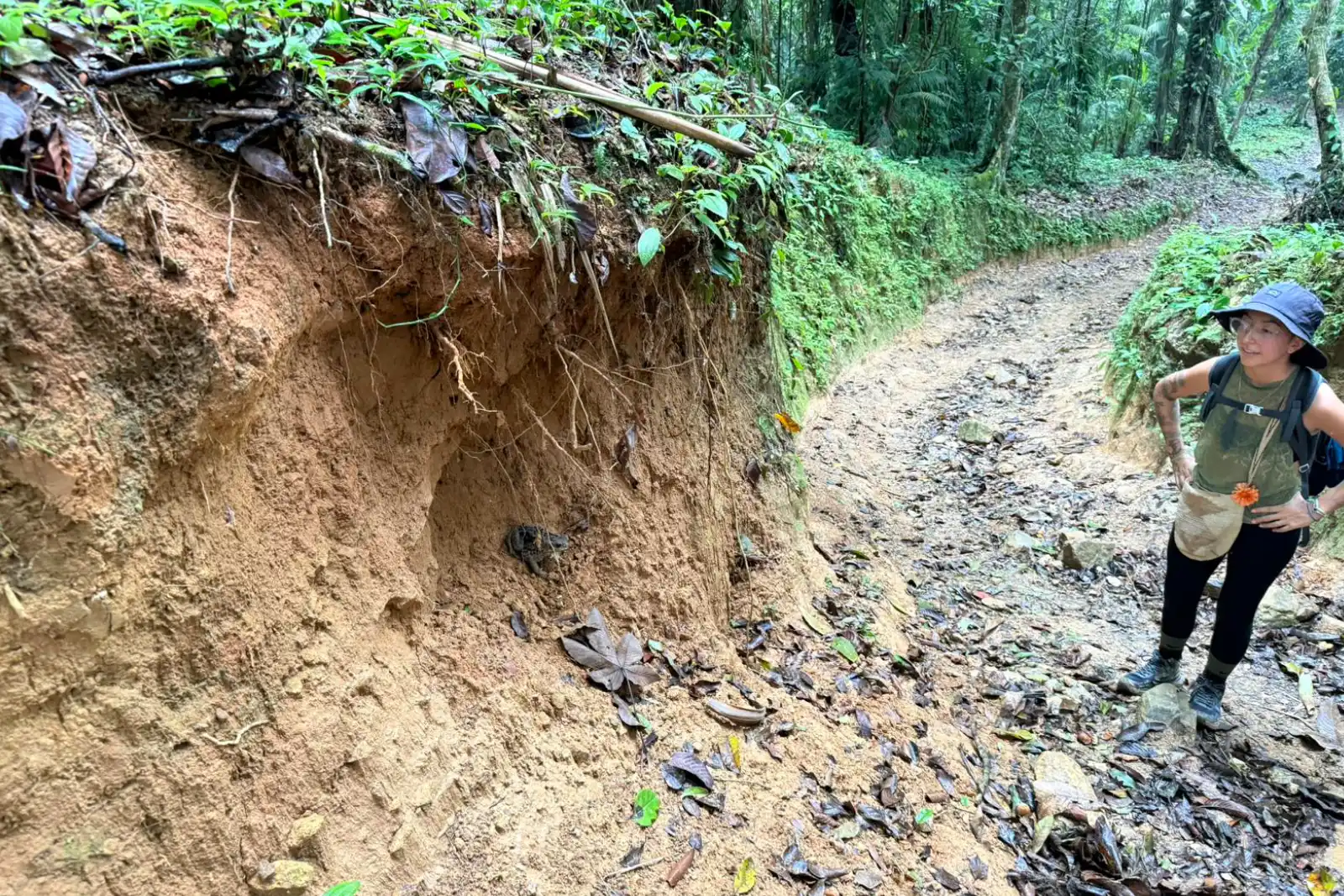 A hiker in a hat, glasses and backpack climbs a trail of mud and dry leaves beside an earth bank in the forest.